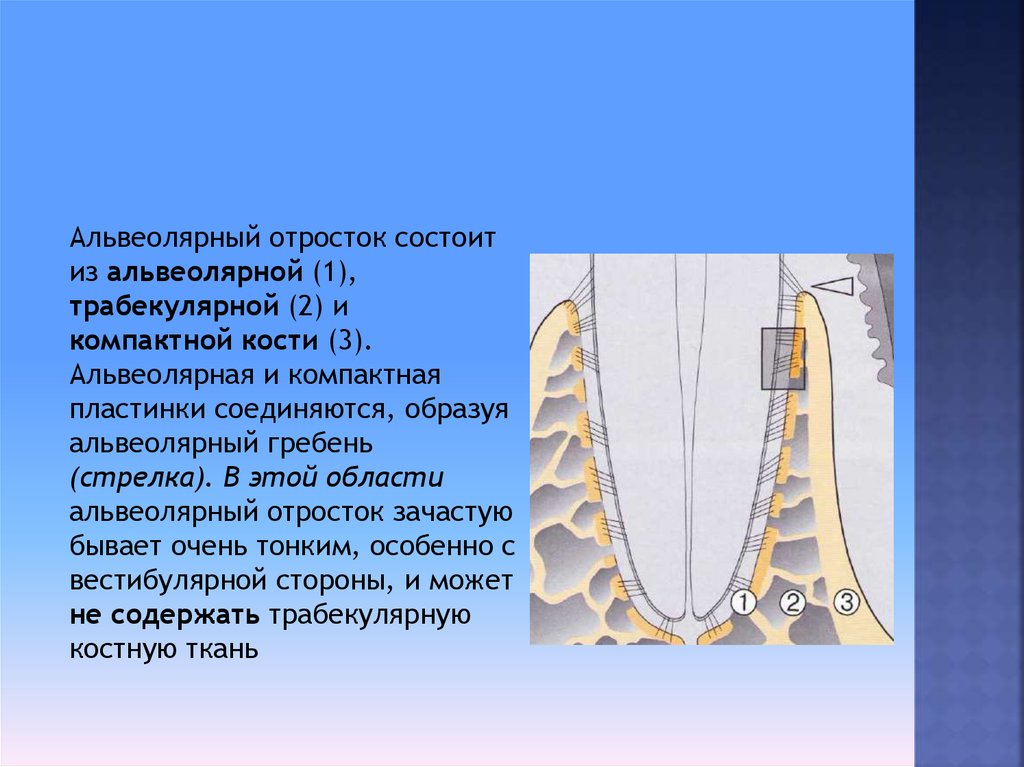 Альвеолярная десна. Альвеолярный гребень альвеолярного отростка. Альвеолярная кость зуба строение. Строение альвеолярного отростка гистология. Кость альвеолярного отростка.