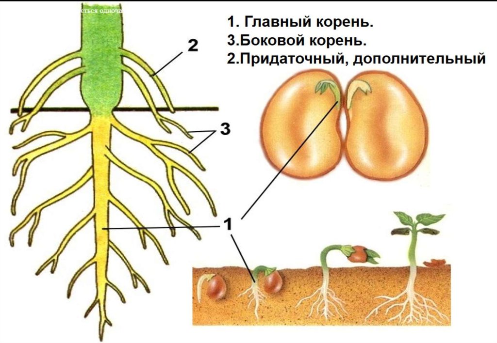 Строение корня фасоли. Главный и боковые корни. Форма корневой системы тыквы.