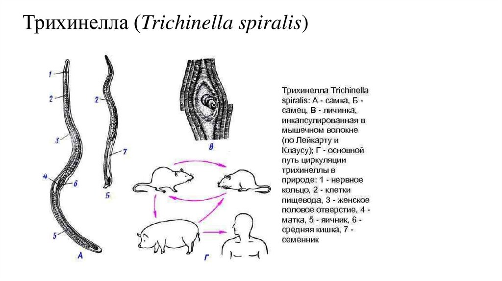 Личинки трихинеллы. Трихинелла (Trichinella spiralis). Строение личинки трихинеллы. Trichinella spiralis морфология. Трихинелла Спиралис личинки.