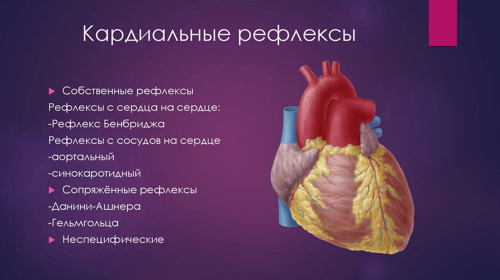 Собственные рефлексы. Кардиальные рефлексы сердца. Моторно кардиальный рефлекс. Собственные и сопряженные кардиальные рефлексы. Собственные рефлексы сердца.