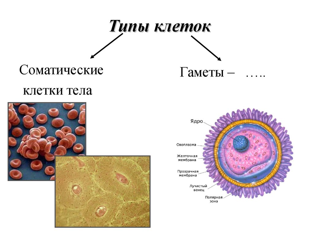 Животные типы клеток