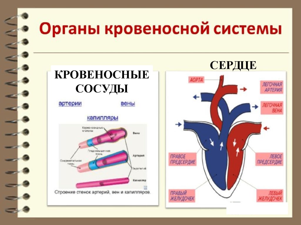 Какой орган образует. Органы кровеносной системы человека. Кровеносная система входит в систему органов. Органы из которых состоит кровеносная система. Кровеносная система органы образующие систему.