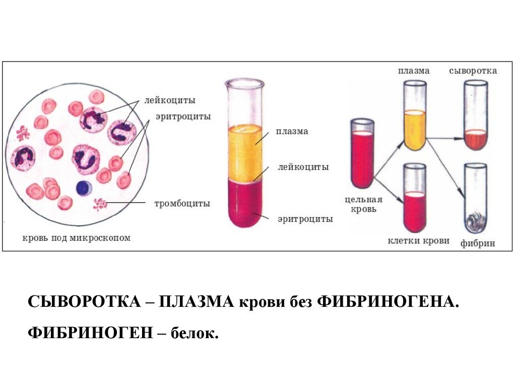 Сывороткой крови называется. Состав крови ОГЭ. Состав крови ОГЭ биология. Начальная школа состав крови. Из чего состоит кровь начальная школа.