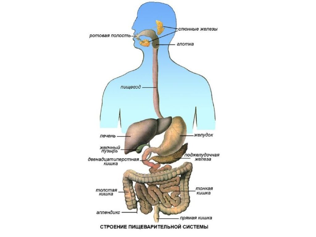 Система полостей. Строение пищеварительной системы человека физиология. Анатомия и физиология органов пищеварительной системы. Пищеварительная система анатомия презентация. Вопросы по пищеварительной системе анатомия.