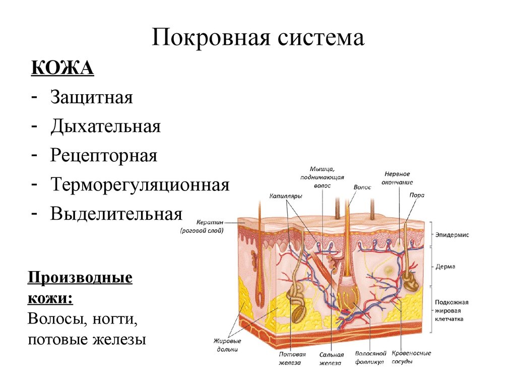 Покровная система