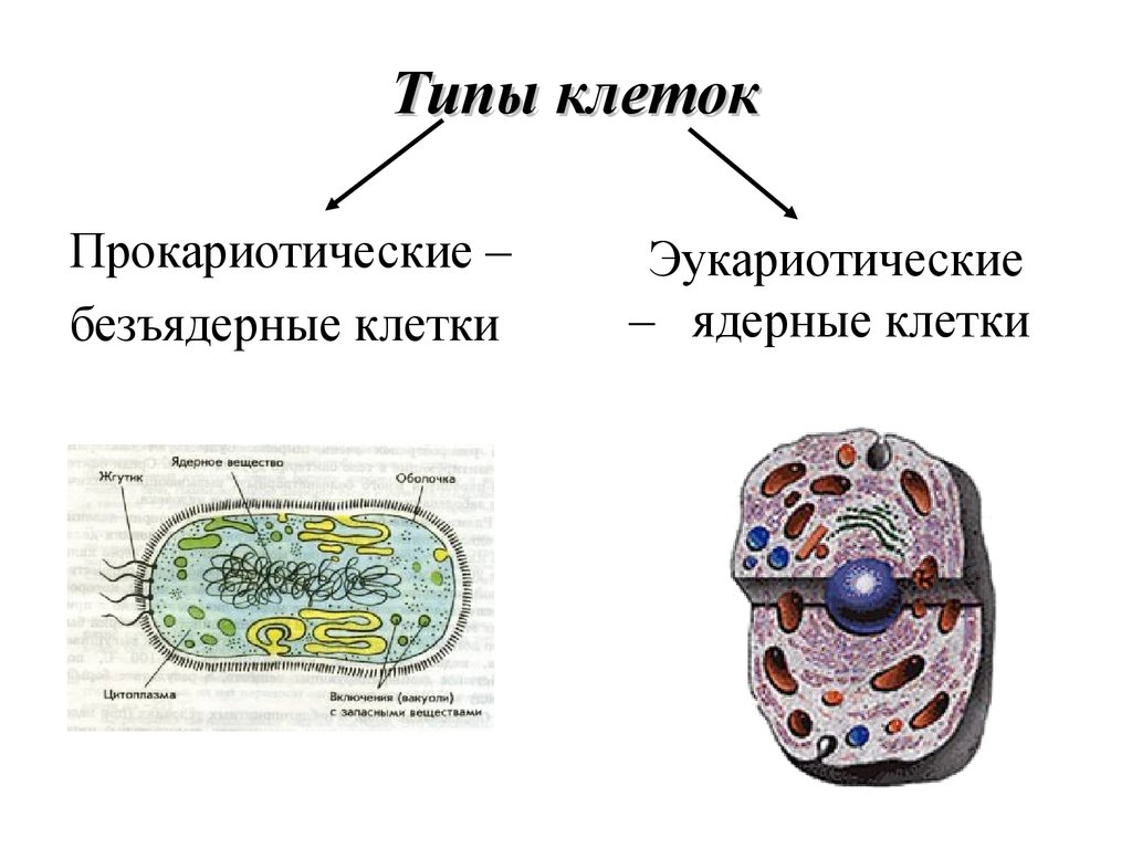 Типы клеточной организации