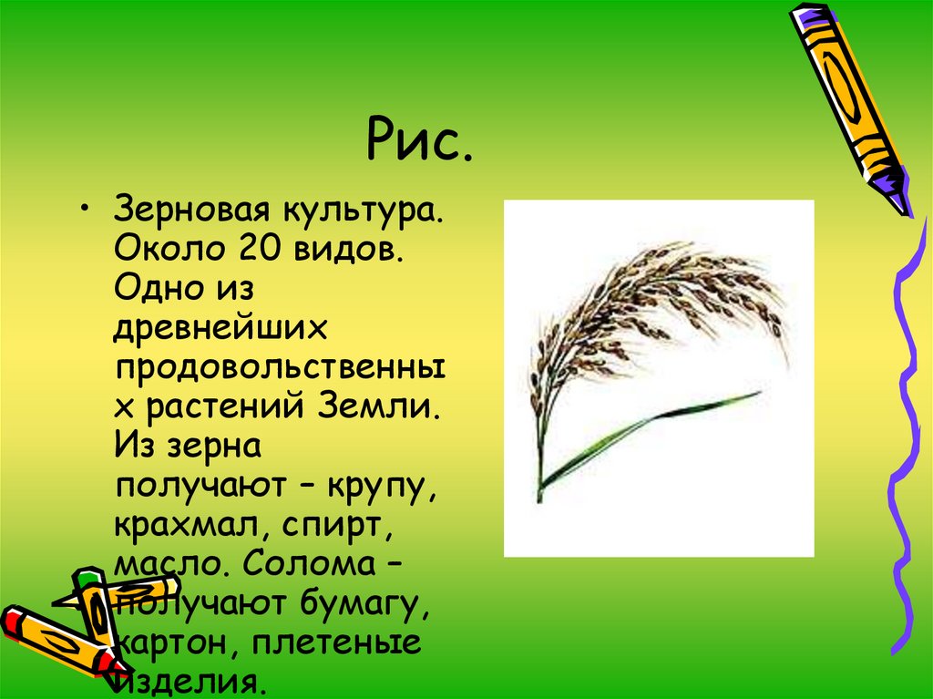 Около культура. Рис зерновая культура. Рис-основная зерновая культура. Рис злаковая культура. Рис это зерновая культура или нет.