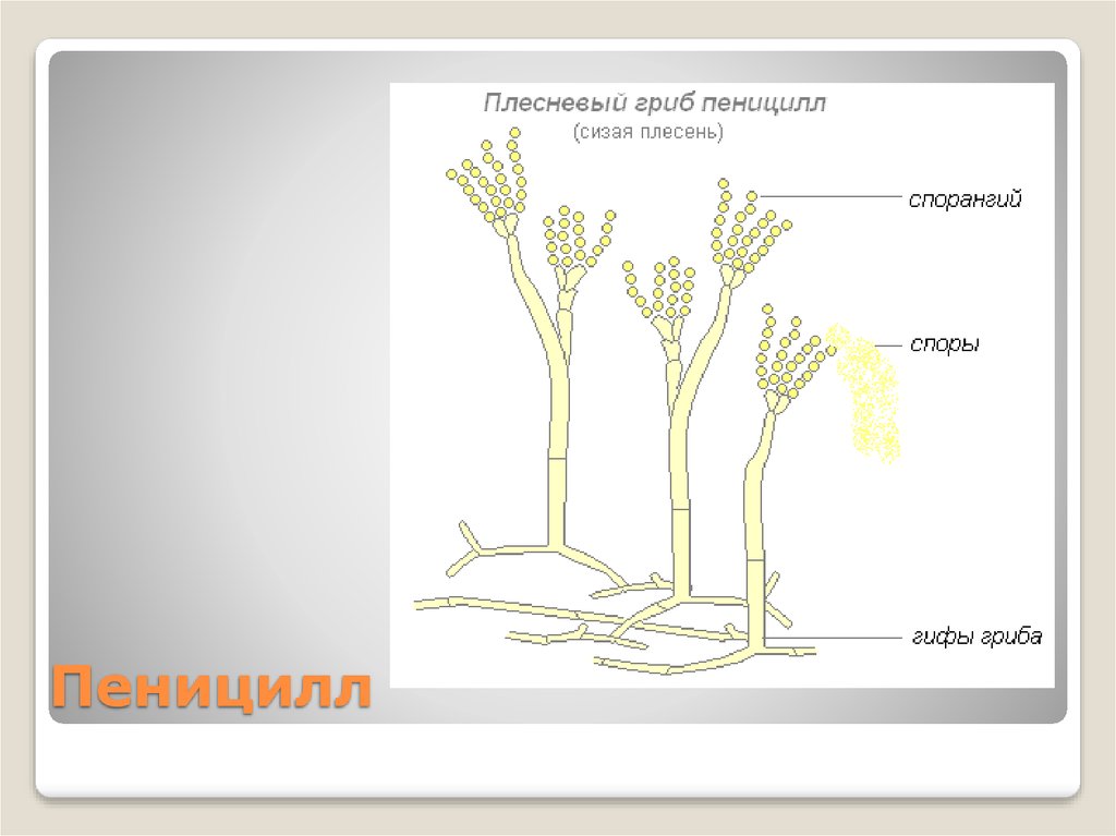 Схема плесневого гриба