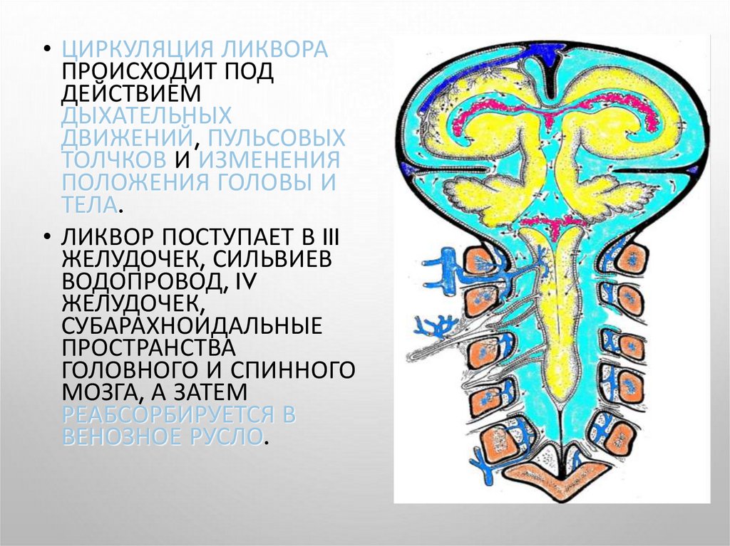 Гидроцефалия спинного мозга. Гидроцефалия головного мозга психосоматика. Пороки развития черепа и головного мозга. Гидроцефалия при спинномозговой грыже.