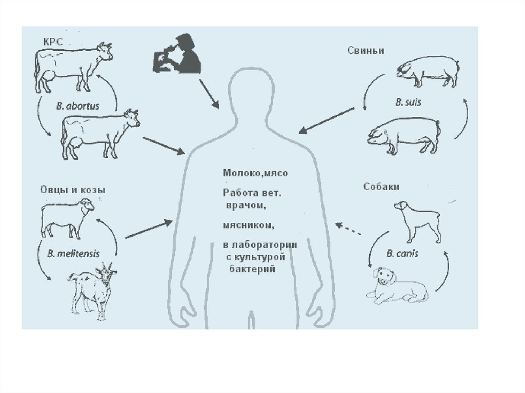 Бруцеллез патогенез. Схема заражения человека бруцеллезом. Пути заражения бруцеллезом человека. Бруцеллез эпидемиология. Пути передачи бруцеллеза.
