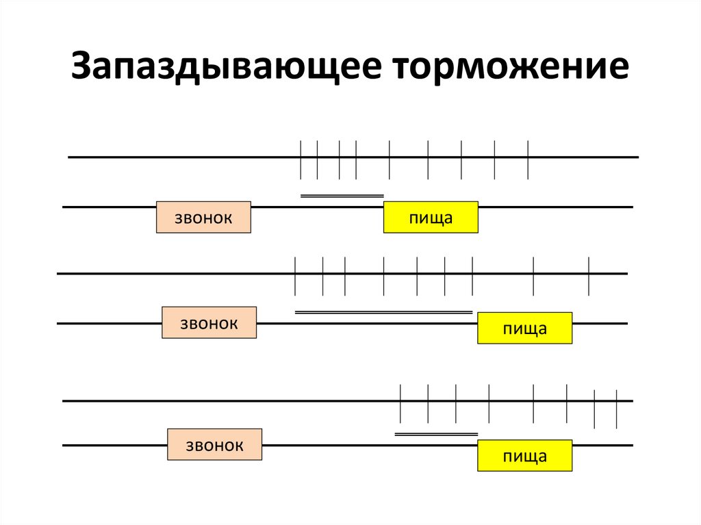 Угасательное торможение это. Запаздывающее торможение. Виды запаздывающего торможения. Запаздывающее торможение примеры. Запаздывающее торможение вырабатывается.