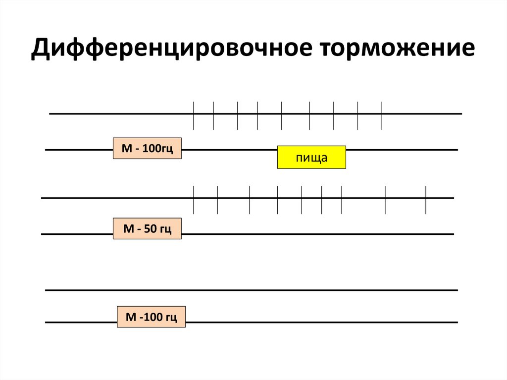 Угасательное торможение это. Дифференцировочное торможение. Дифференцированное торможение примеры. Пример дифференцировочного торможения. Дифференцировочное торможение физиология пример.