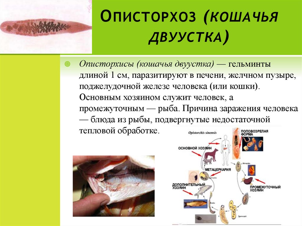 Лечение описторхоза. Кошачья двуустка профилактика заражения. Путь заражения человека описторхозом. Описторхоз характерные симптомы. Заражение описторхозом симптомы.