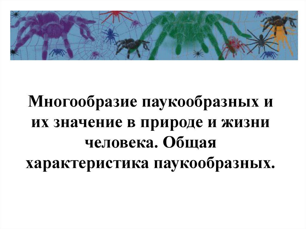 Значение пауков в природе и жизни