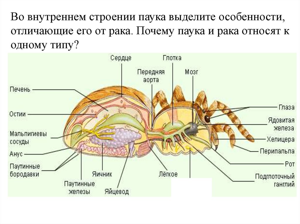 Развитие паукообразных