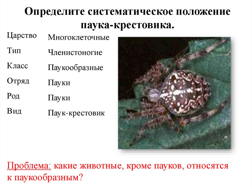 Характеристика паукообразных 8 класс биология