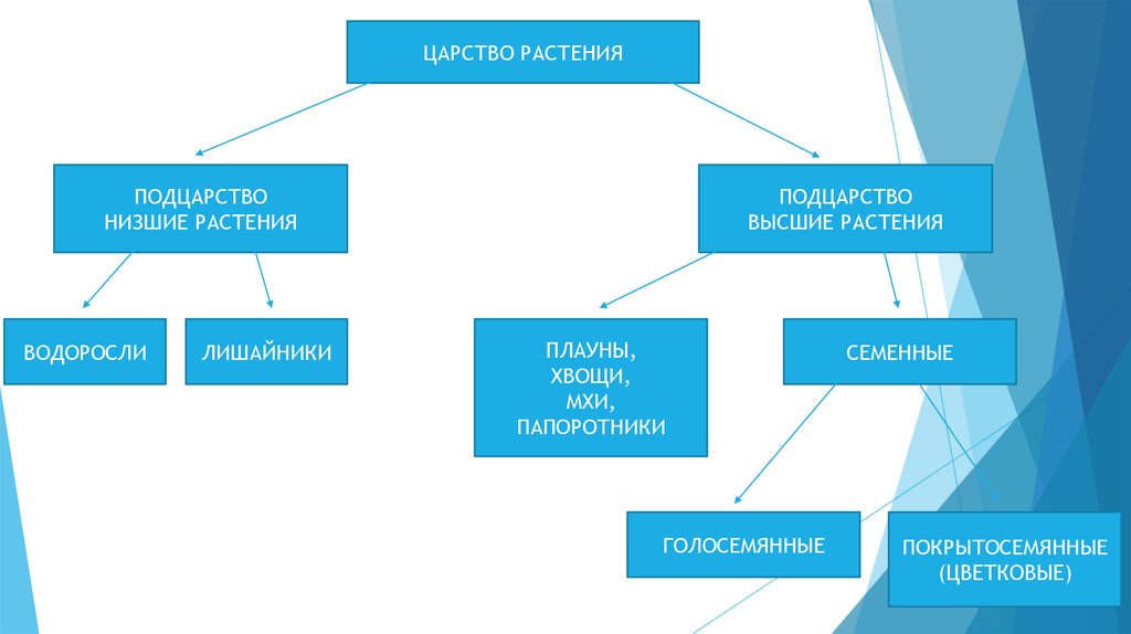 Низшие растения среда обитания