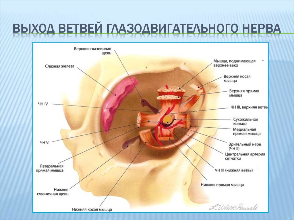 Места выходов нервов