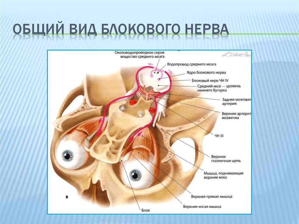 Блоковый нерв. Блоковый нерв (IV пара черепных нервов). Блоковый нерв иннервация. IV пара –– блоковый нерв (n. trochlearis). Место выхода блокового нерва.