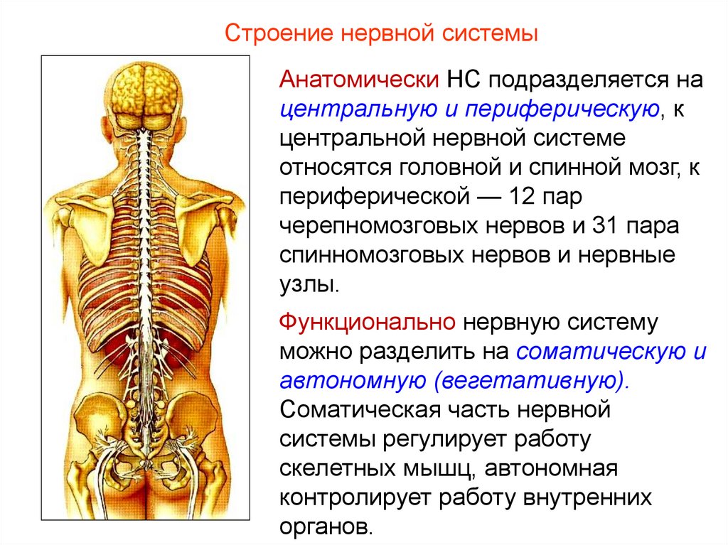 Структуры центральной нервной системы. Нервная система человека подразделяется на. Составляющие нервной системы. К периферической нервной системе относятся. Строение периферической нервной.