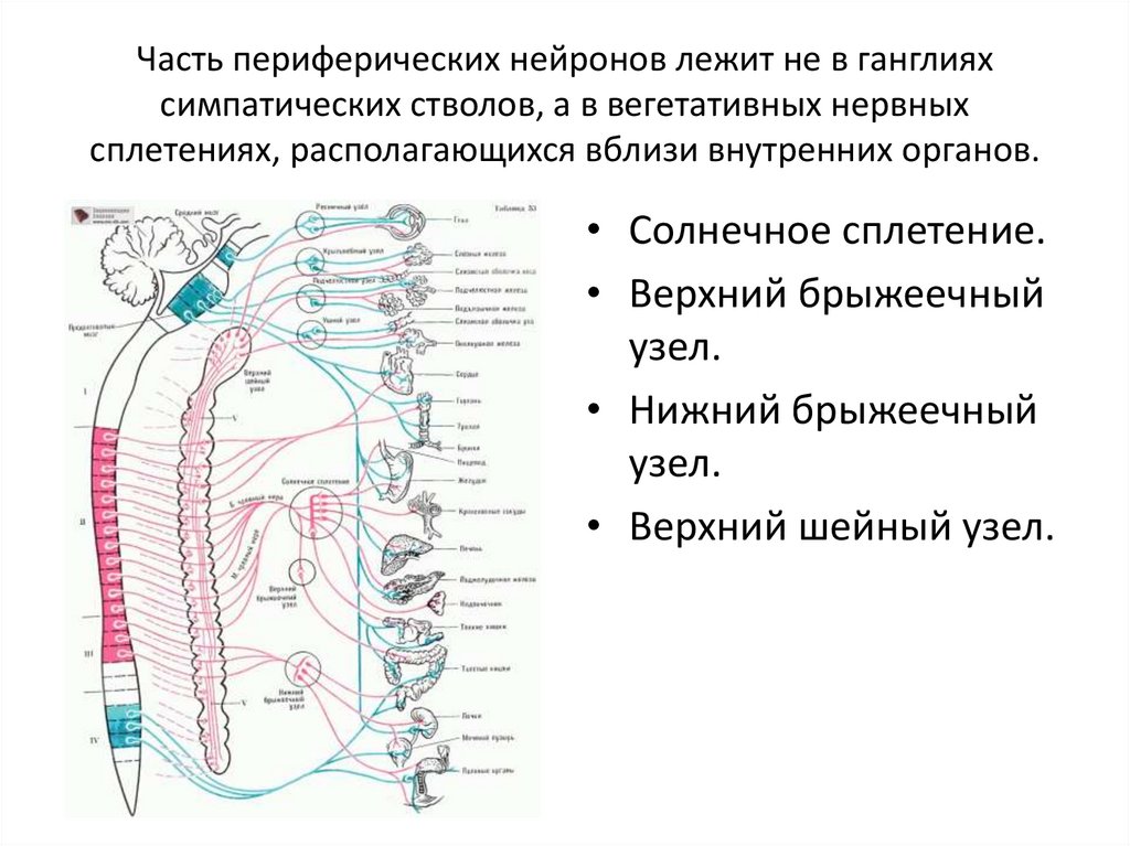 Где расположены вегетативные симпатические нейроны. Шейные узлы вегетативной нервной системы. Симпатический ствол анатомия схема. Симпатический ствол строение топография. Шейный отдел симпатического ствола схема.