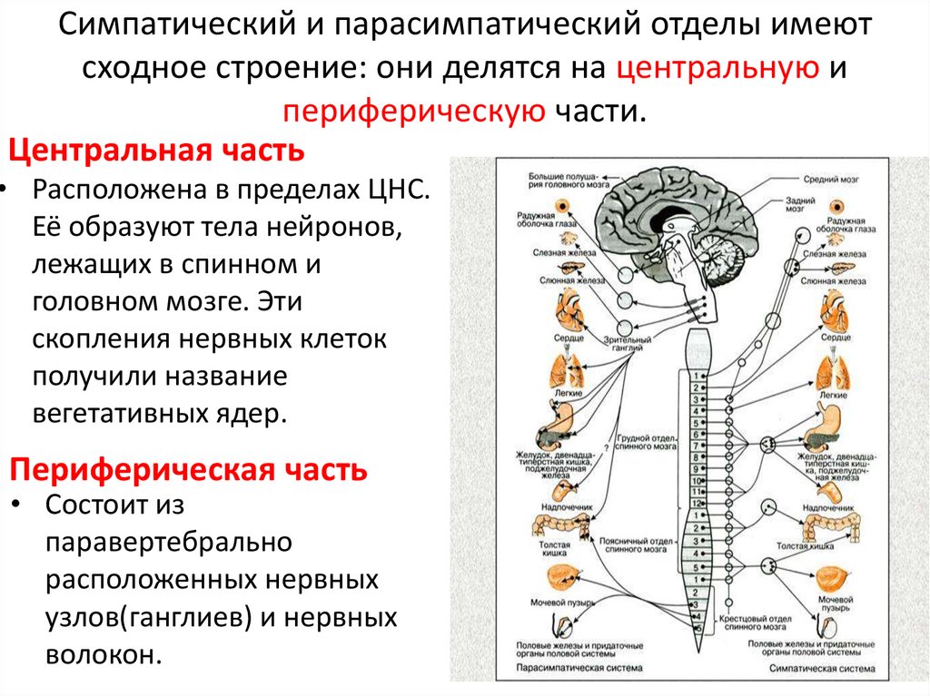 Нервные центры симпатического отдела. Строение и функции отделов вегетативной нервной системы. Центральный и периферический отделы симпатической системы. Центры парасимпатического отдела вегетативной нервной системы. Вегетативная парасимпатическая нервная система строение и функции.