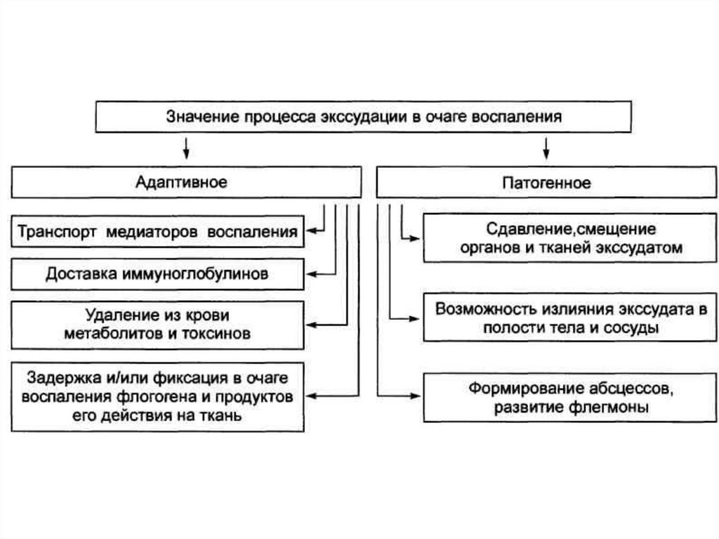 Какие процессы предшествуют экссудации см схему