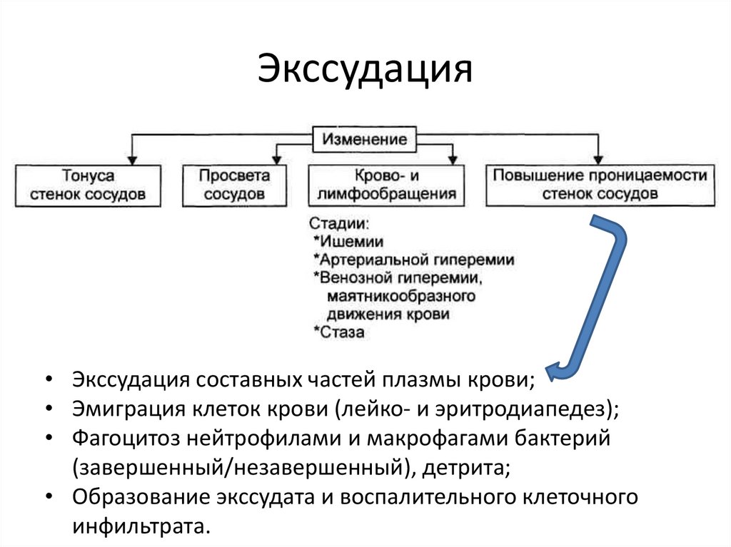 Какие процессы предшествуют экссудации см схему