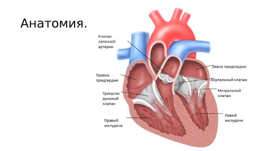 ГКМП кошек. Скриннинг УЗИ - презентация онлайн