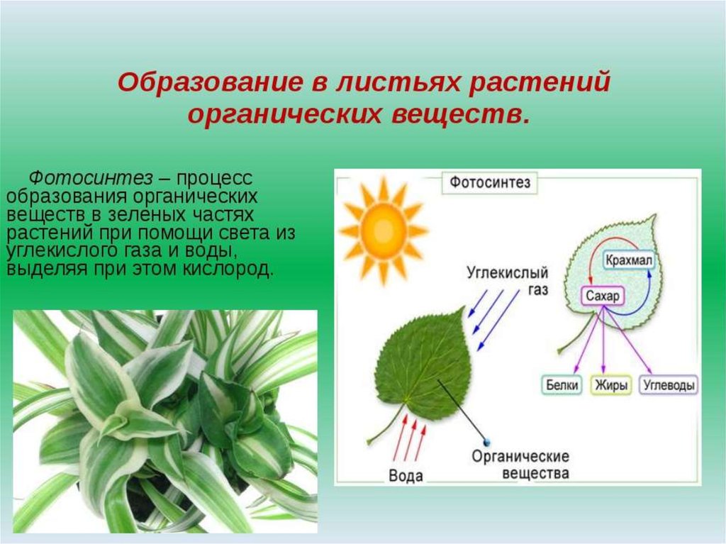 Роль светы в жизни растений. Образование органических веществ в листьях. Процесс фотосинтеза у растений. Органические вещества растений. Органические вещества образуются в растении.
