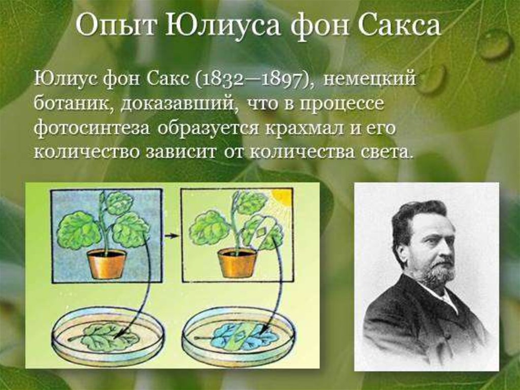 Русский ученый впервые значение хлорофилла для фотосинтеза. Юлиус Сакс фотосинтез. Юлиус Сакс опыт фотосинтез. Опыт Сакса фотосинтез. Опыты по фотосинтезу 6 класс Пасечник.