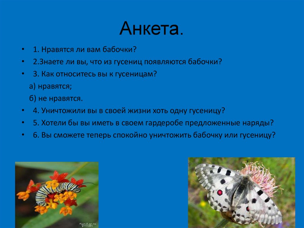 Бабочка какой вопрос. Анкетирование про бабочек. Заключение проекта про бабочек. Задача проекта про бабочек. Бабочка информация кратко.
