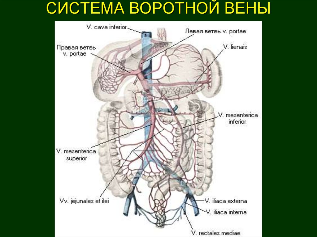 Система вен печени. Воротная Вена печени анатомия. Система воротной вены анатомия. Кровоснабжение печени анатомия воротная Вена. Воротная и нижняя полая Вена анатомия.