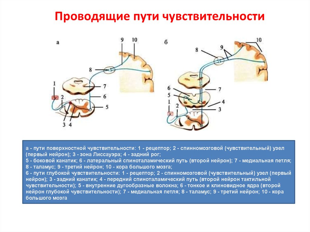 Чувствительность неврология презентация