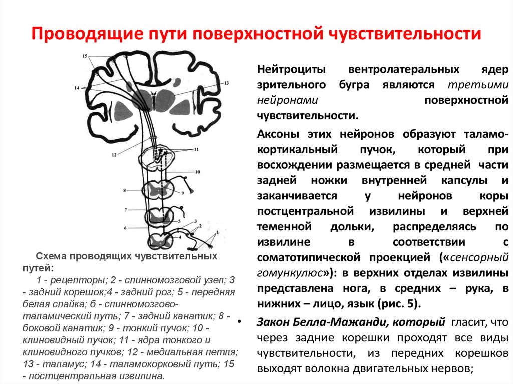 Проводящие пути рисунки