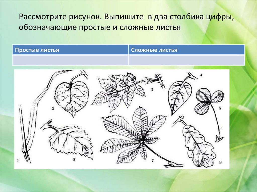 Рассмотрите два изображения. Лист простой и сложный рисунок. Простой и сложный лист обозначения листовых. Выпишите цифрами простые и сложные листья. Сложные листья рисунок.