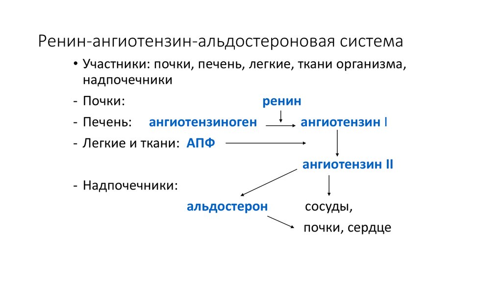 Ренин ангиотензиновая система схема