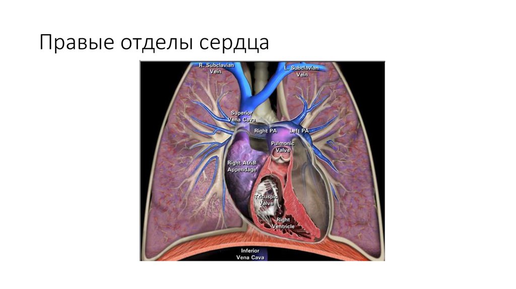 Правой отдел. 4 Отдела сердца. Кар диолиз правых отделов сердца.