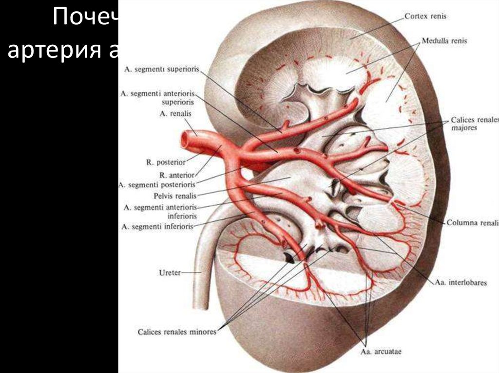 Правая почечная артерия. Кровоснабжение почек анатомия вены. Левая почечная Вена и левая почечная артерия. Артерии кровоснабжающие почки. Артерии почки, строение анатомия.