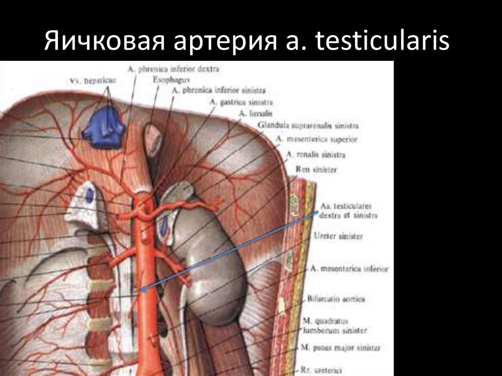 Отверстие нижней вены. Кровоснабжение диафрагмы анатомия. Кровоснабжение диафрагмы топографическая анатомия. Кровоснабжение и иннервация диафрагмы.