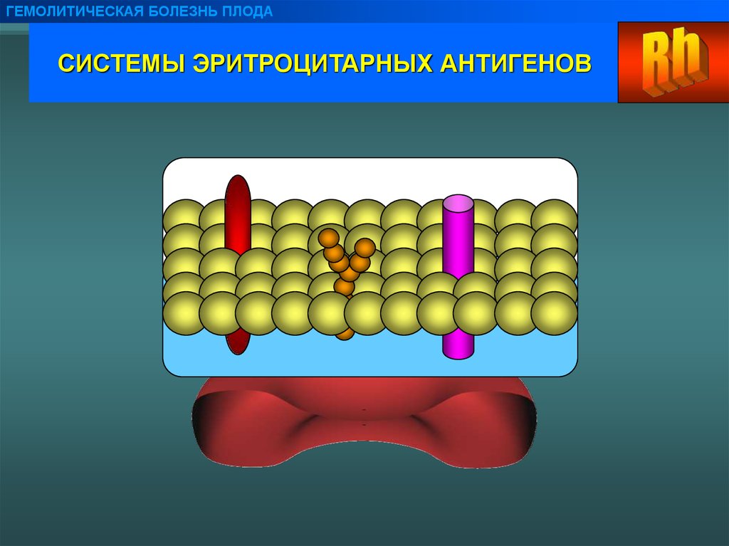 Гемолитический шок. Гемолитическая система. Плакат гемолитическая болезнь плода. Компоненты гемолитической системы.