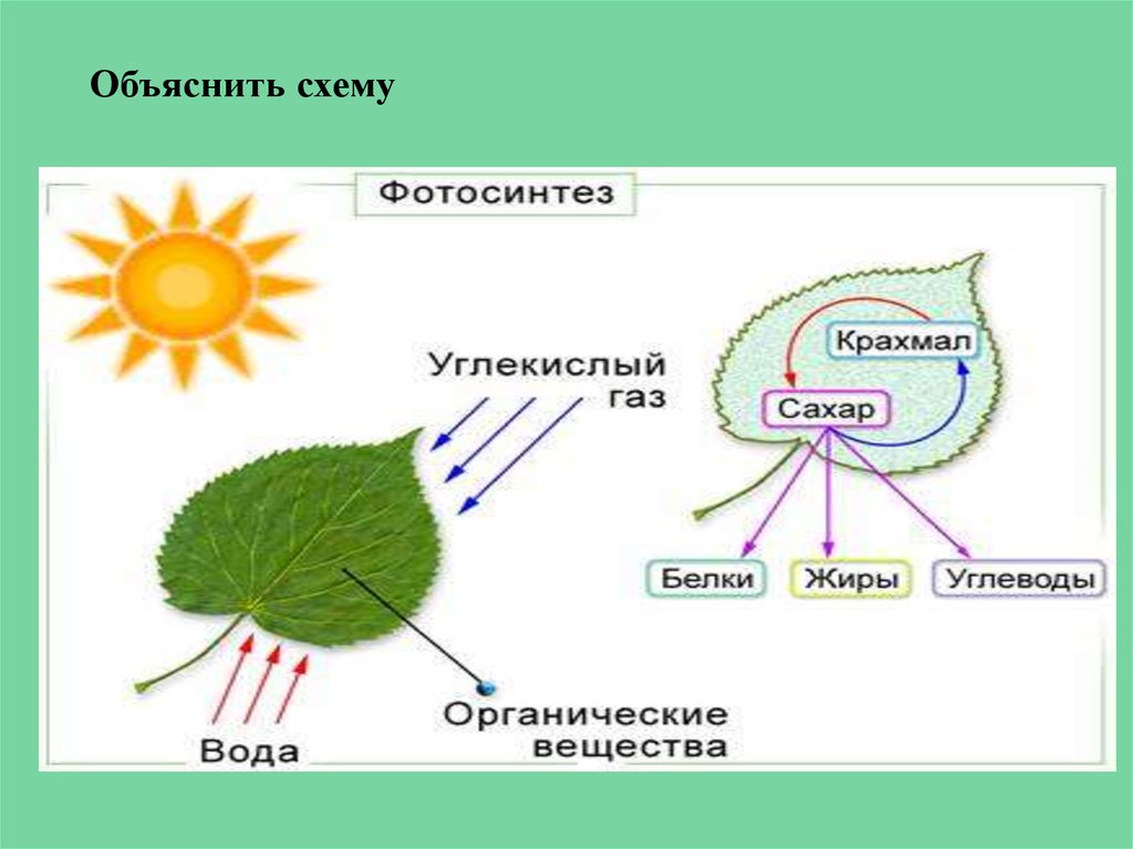 Утверждения о процессе дыхания растений. Процесс фотосинтеза у растений схема. Схема фотосинтеза 6. Фотосинтез 9 класс биология. Схема фотосинтеза биология.
