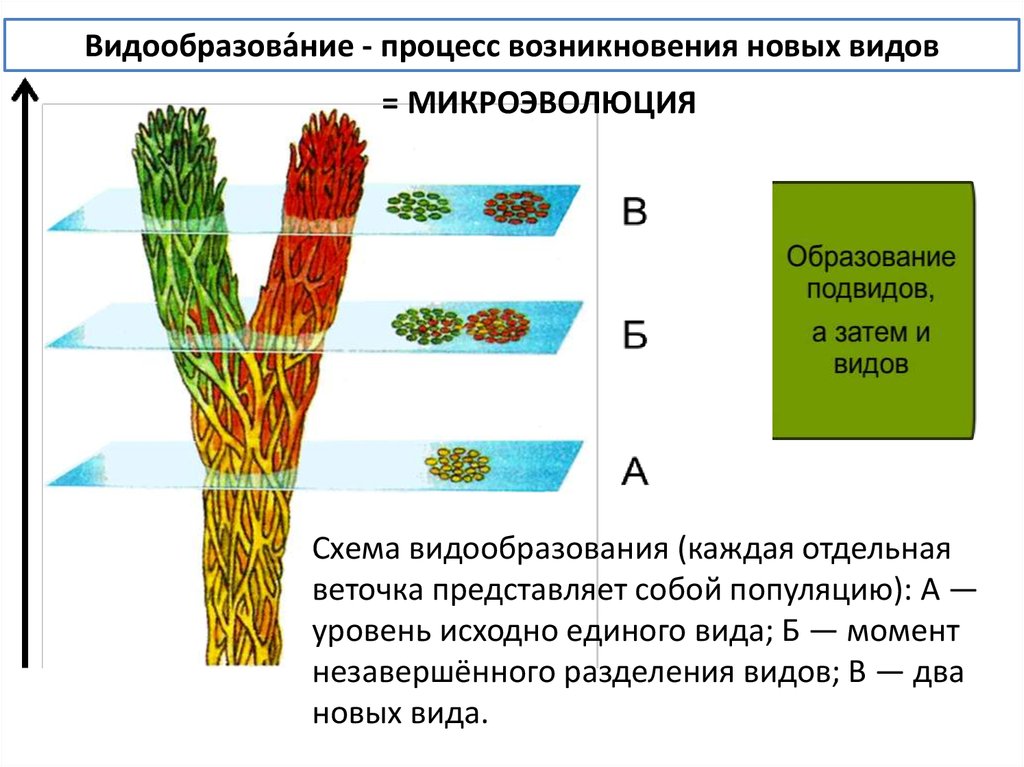 Появление новых видов. Видообразование процесс возникновения новых видов. Схема видообразования. Процесс видообразования в природе. Схема процесса видообразования.