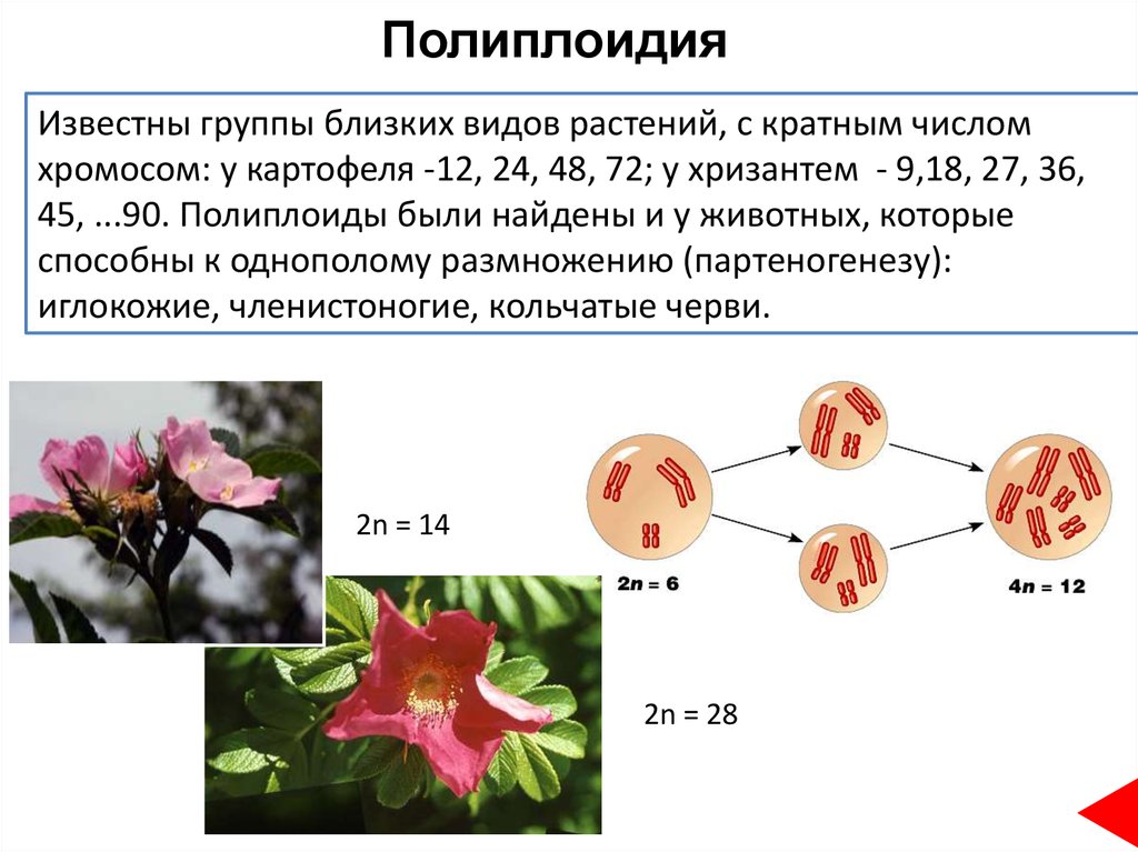 На рисунке представлена схема видообразования по ч дарвину какой эволюционный процесс