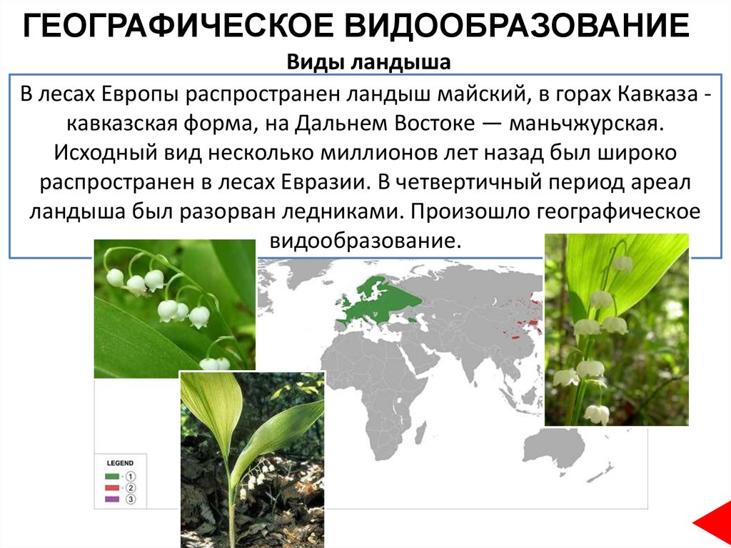 Географическое видообразование возникает в результате. Географическое видообразование. Виды географического видообразования. Гибридизация видообразование. Этапы географического видообразования.