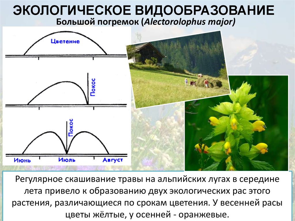 Экологическое видообразование это