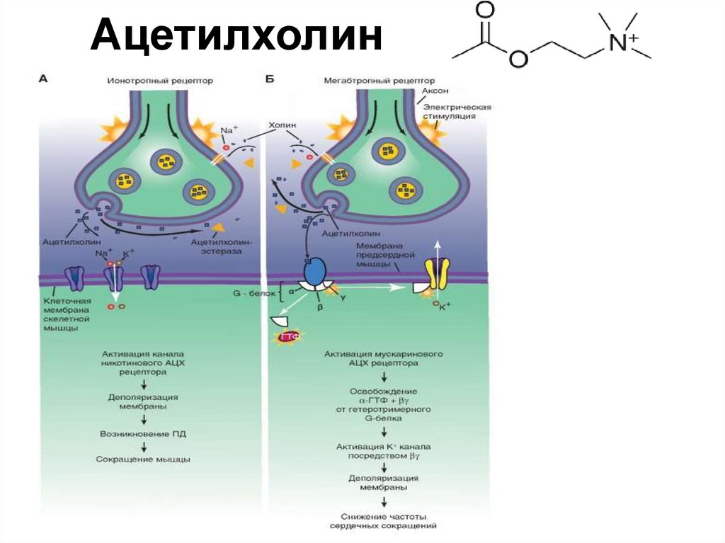 Рецептором называется. Функция гормона ацетилхолина. Химическая структура ацетилхолина. Синтез ацетилхолина витамин. Мускариновые рецепторы ацетилхолина.