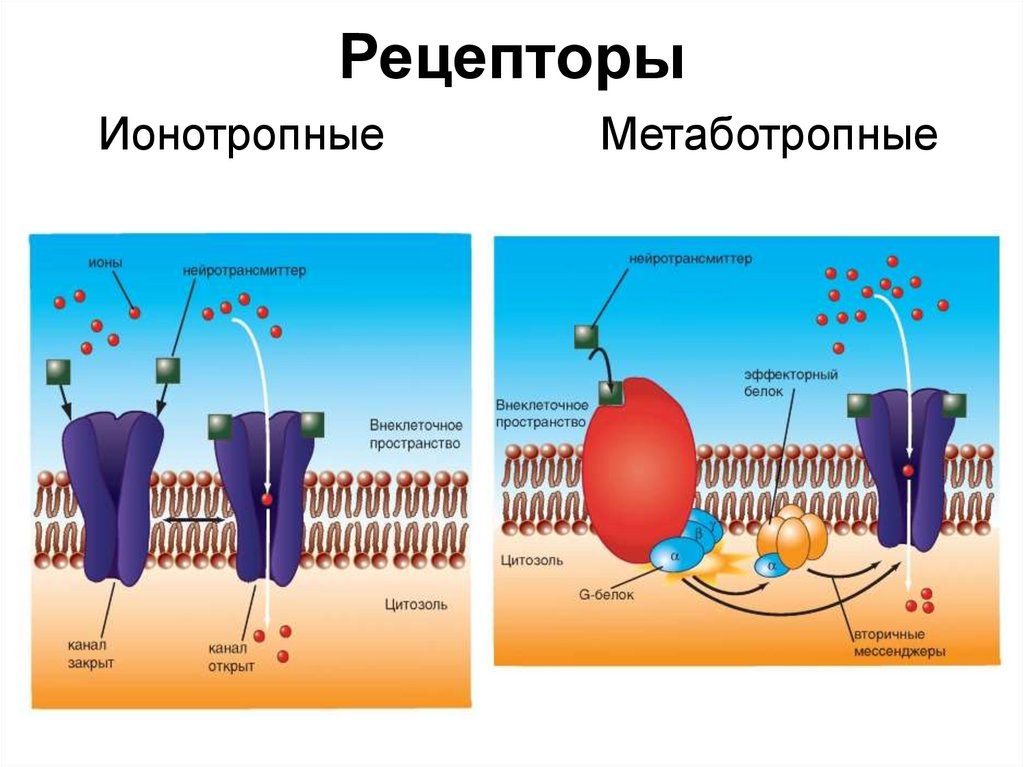 Ат рецепторы это