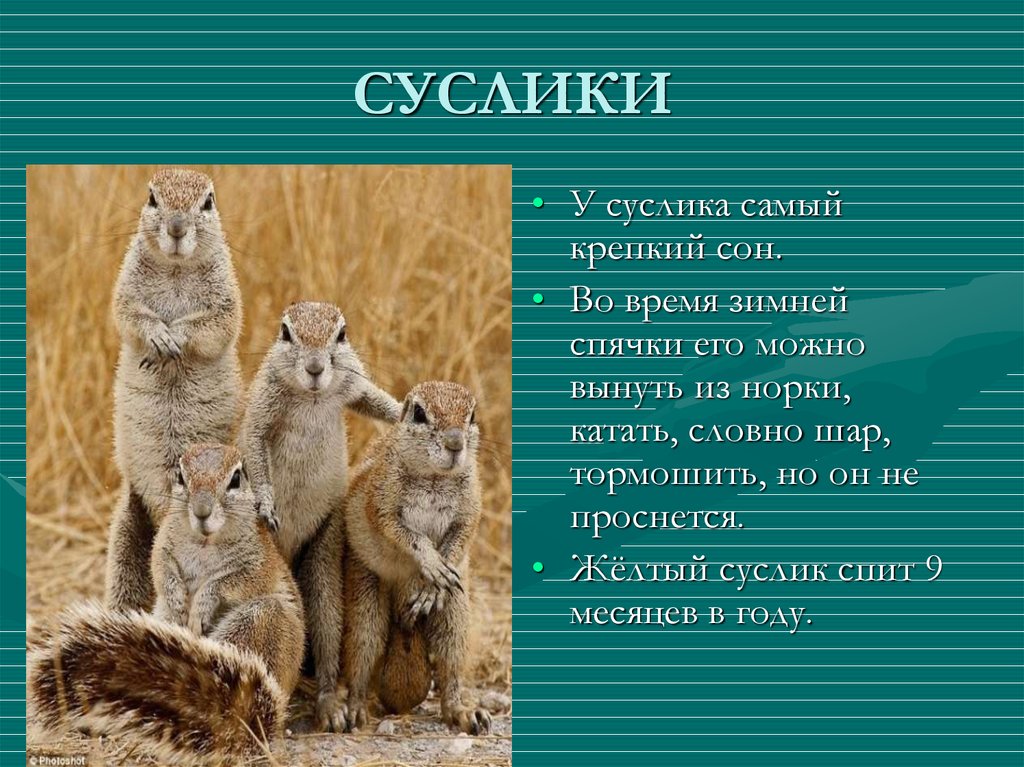 Презентация о суслике