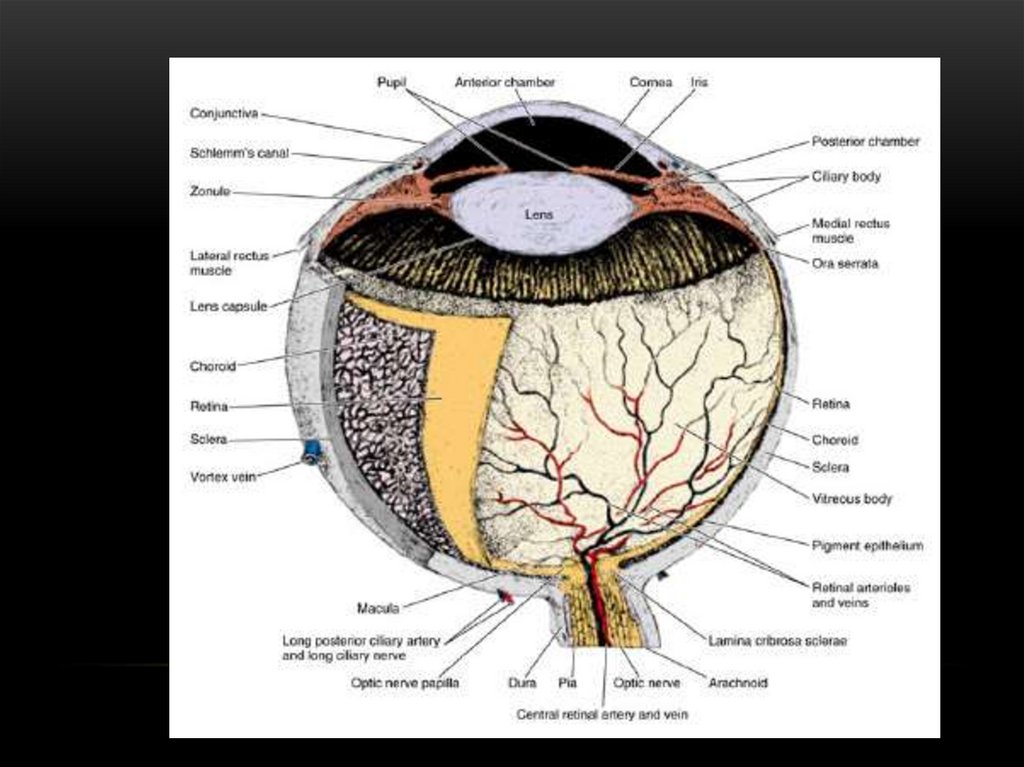 Сетчатка сосудистая оболочка склера. Оболочки сетчатки гистология. Радужка глаза анатомия. Решетчатая пластинка склеры. Роговица радужка гистология.